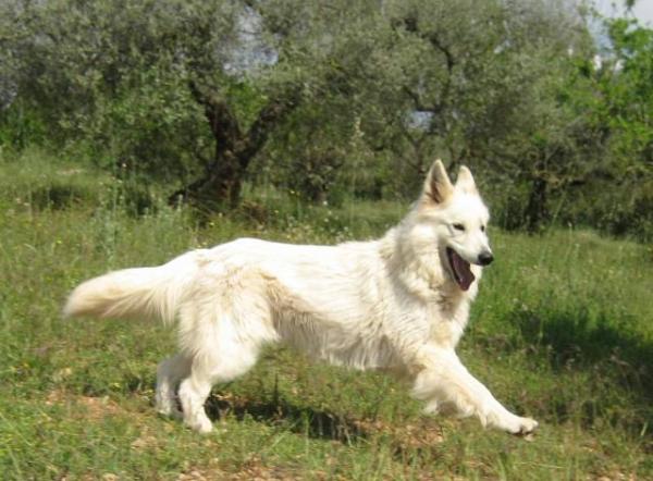 CONQUISTADORES DEL AZAHAR - Pastor Blanco Suizo. Iberian Ivory de Conquistadores del Azahar- Max