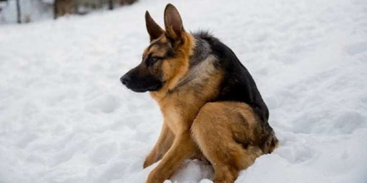 PETSmania - Pastor Alemán.