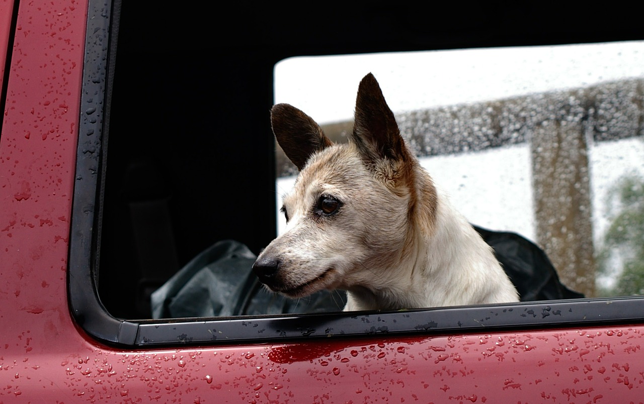 Perro en un coche mojado