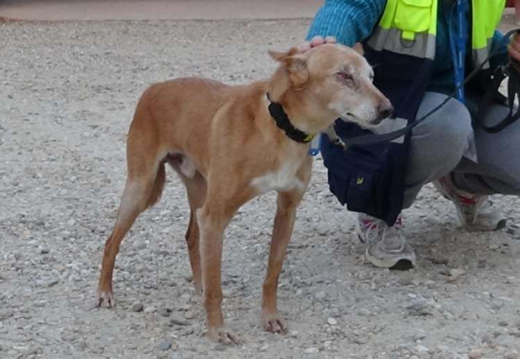 Excell. Perro en adopcion que busca casa. Excell. Perro en adopcion que busca casa.
