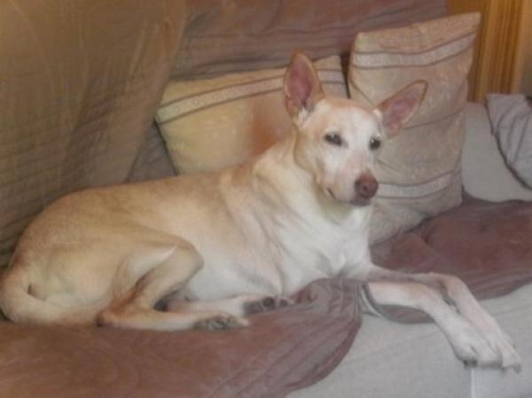 Diego Rivera.  Perro en adopcion que busca casa.