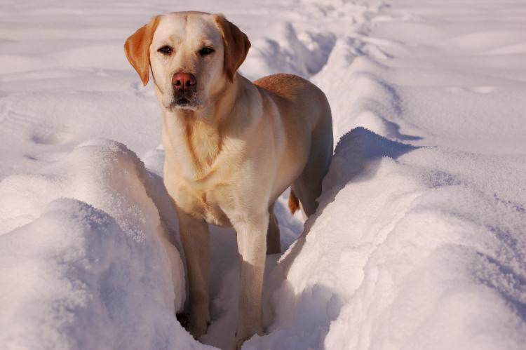 Labrador Retriever en la nieve