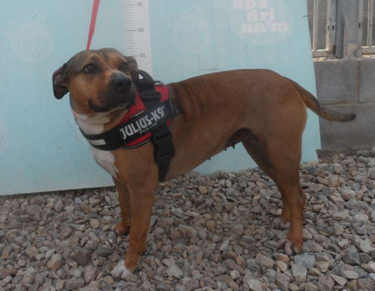 Asociacio Protectora D´Animals BAIX EMPORDA RODAMON - Freya.