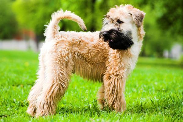 PETSmania - Irish Soft Coated Wheaten Terrier. 