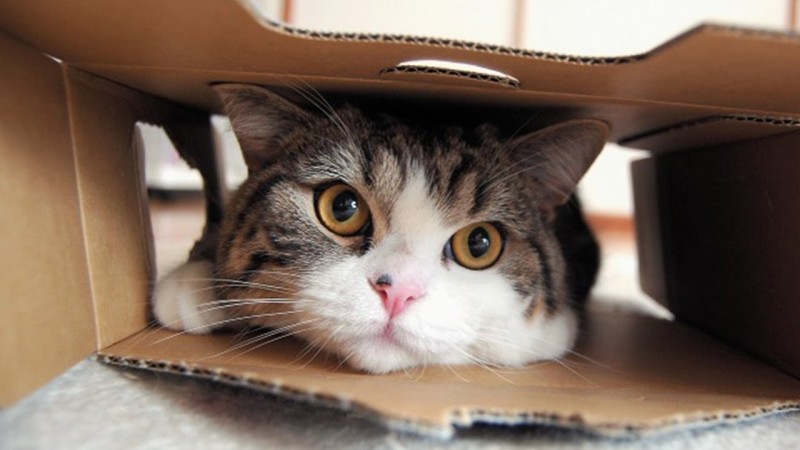 PETSmania - La extraña relación entre los gatos y las cajas de cartón.