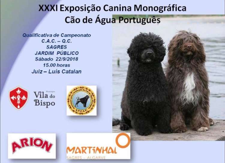 Associação para a Protecção do Cão de Água Português - Perro de Agua Portugués. Belleza. 31.ª Exposición Canina Monográfica do Cão de Água (CAC QC) (Faro   Portugal)