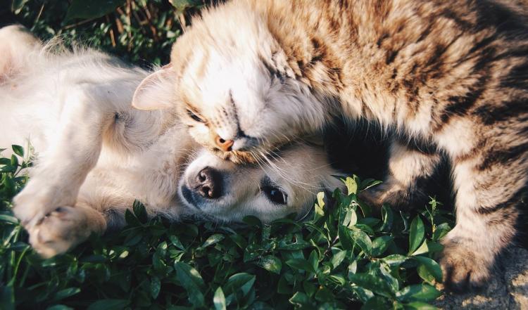 PETSmania - ¿Los amantes de los gatos son más cultos que los de los perros