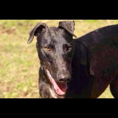 BROOK.  Perro en adopcion que busca casa.