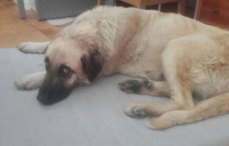 Asociación Protectora de Animales La Pontiga MASQUECHUCHOS - Mastín Napolitano. Niebla.