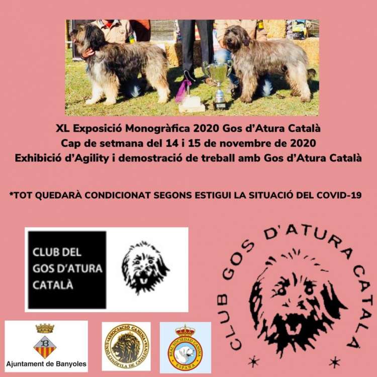 Sociedad Canina de Alicante - Gos d`Atura Catalá. Belleza. XL EXPOSICIÓ MONOGRÀFICA DEL GOS D ATURA CATALÀ 2020 (Girona   España)