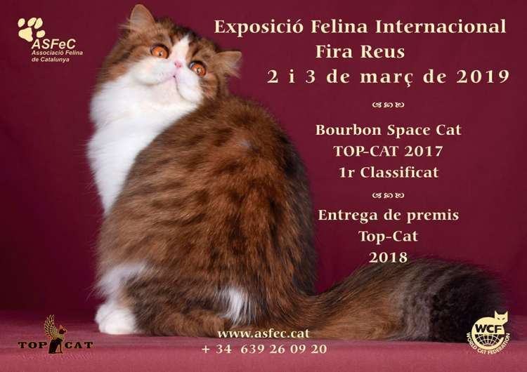 EXPOSICIÓN FELINA INTERNACIONAL FIRA DE REUS