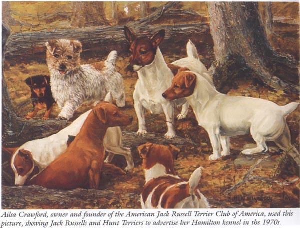 DE LAS DOCE ISLAS - Parson Russell Terrier. Grupo de Terriers Cazadores