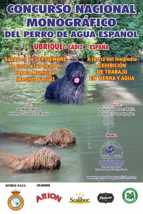 Perro de Agua Español.