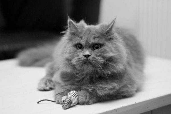 Británico de Pelo Largo. 