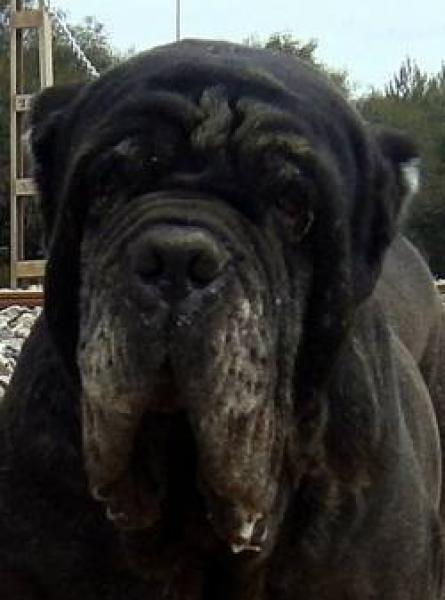 Mastín Napolitano. Mastin Napolitano Old Style y Mastin Napolitano de Belleza o Exposición