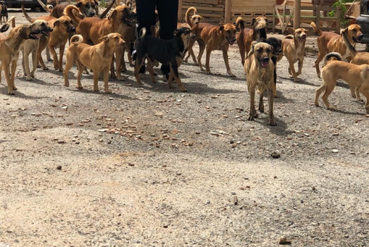 UN HOMBRE CON EL TRASTORNO ´´SÍNDROME DE NOÉ´´ ACUMULABA MÁS DE 50 PERROS EN TELDE