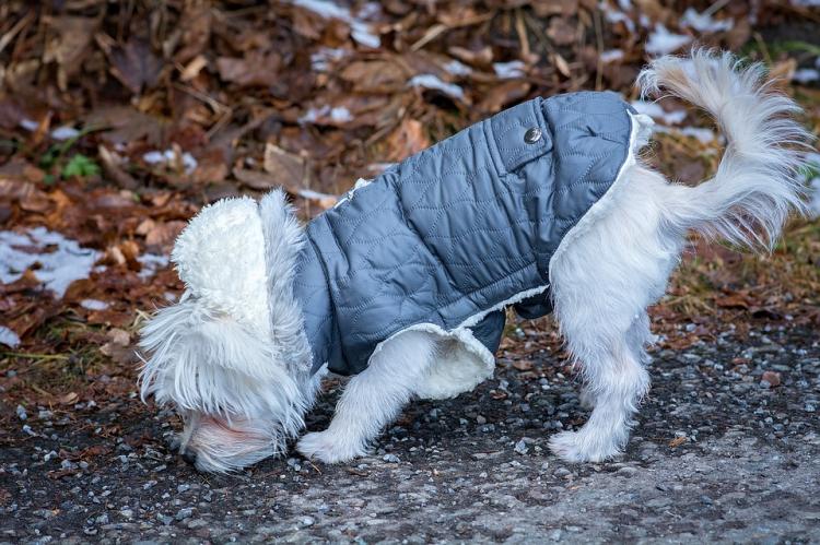 ¿Debemos proteger a nuestros perros frente al frío? Perro con abrigo