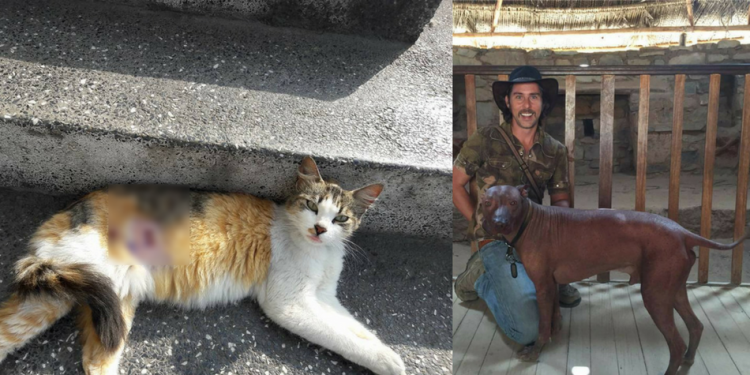 La gata recién operada y el Actor peruano Laszlo Kovacs junto a su perro