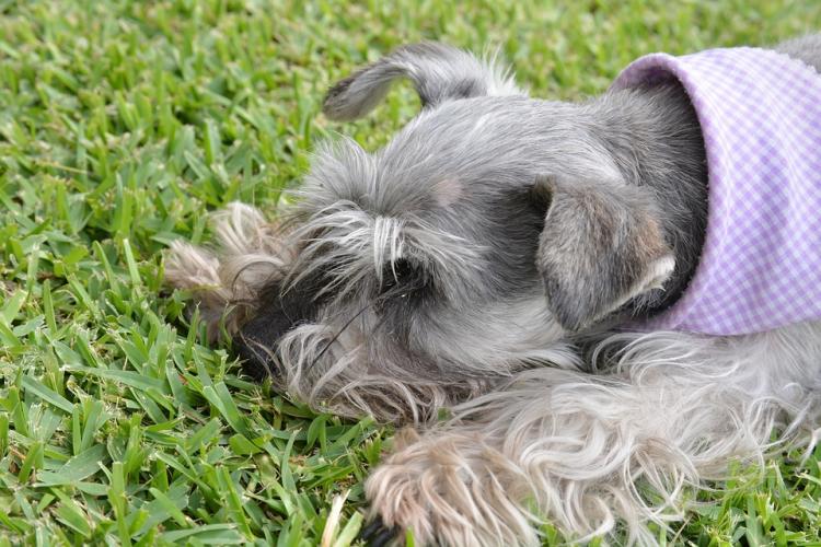 PETSmania - Schnauzer Mediano.