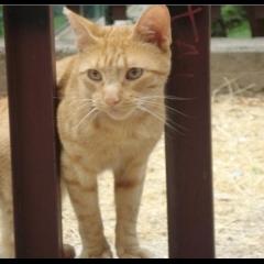 Simpa.  Gato en adopcion que busca casa.