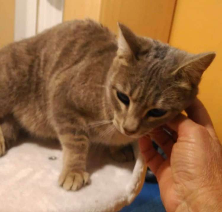 Gato mestizo. Bruna. Gato en adopcion que busca casa.