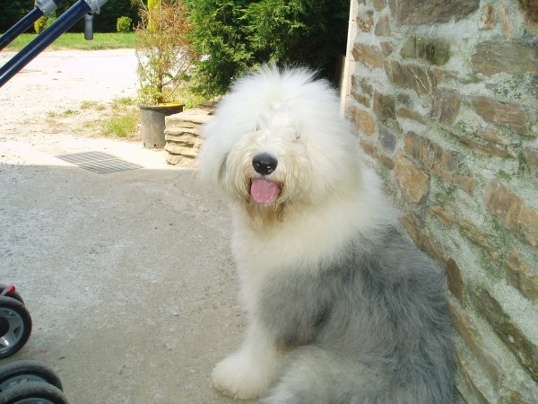 Antiguo Perro de Pastor Inglés. RECOMENDACIONES PARA SER UN BUEN PROPIETARIO DEL BOBTAIL. CH. Del Jowers Tocha