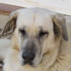 Manga Panga.  Perro en adopcion que busca casa. Manga Panga.  Perro en adopcion que busca casa.