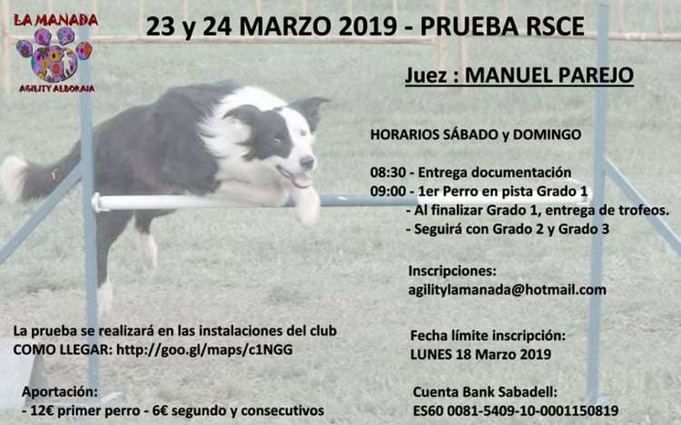 Agility. Prueba de Agility (Valencia   España)