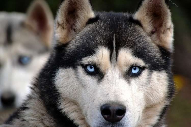Husky Siberiano .