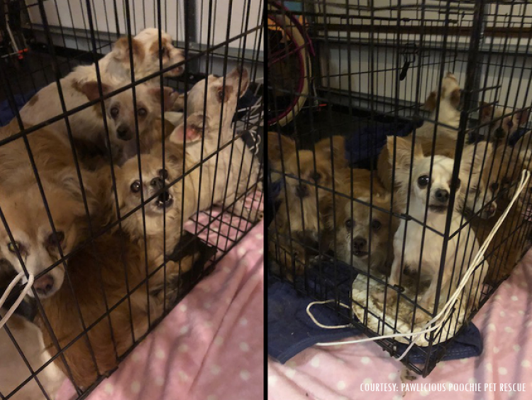 Nueve chihuahuas abandonados en San Petersburgo (Pawlicious Poochie Pet Rescue) Nueve chihuahuas abandonados en San Petersburgo (Pawlicious Poochie Pet Rescue)