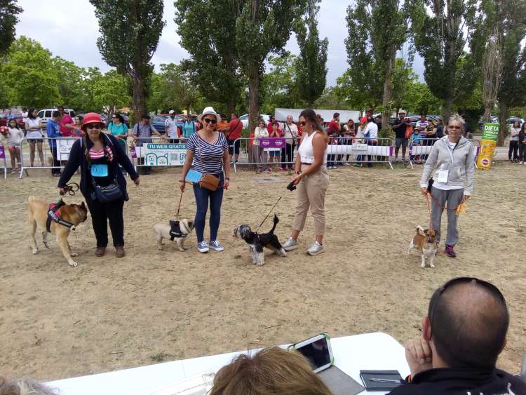 II Desfile solidario Huellas. Finalistas Pa chulo yo
