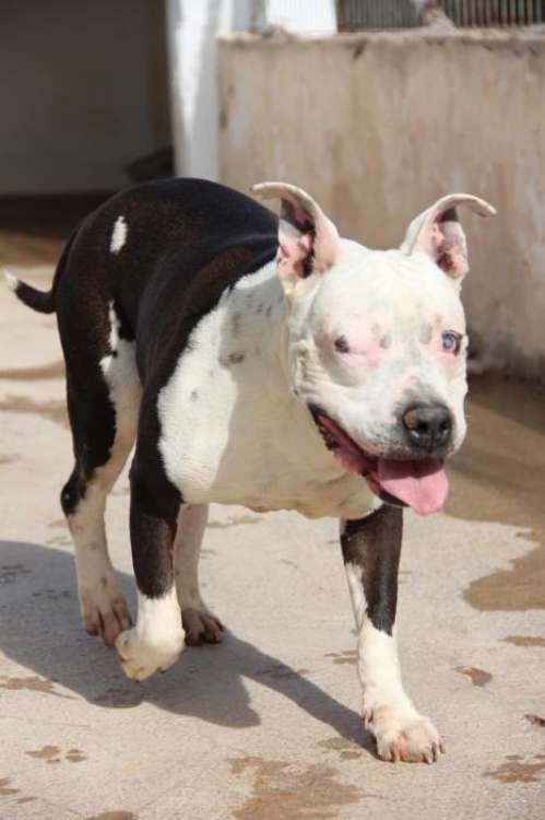 Perro mestizo. Abalon. Perro mestizo. Abalon.