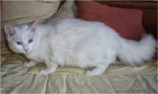 Monina.  Gato en adopcion que busca casa.