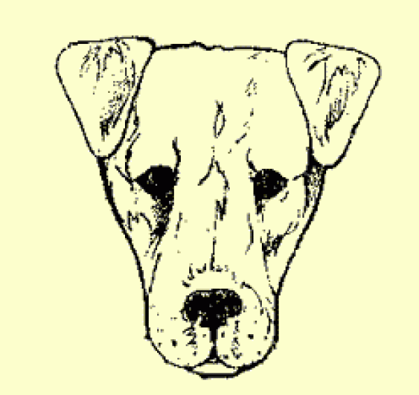 Parson Russell Terrier. Cabeza de Parson Russell Terrier