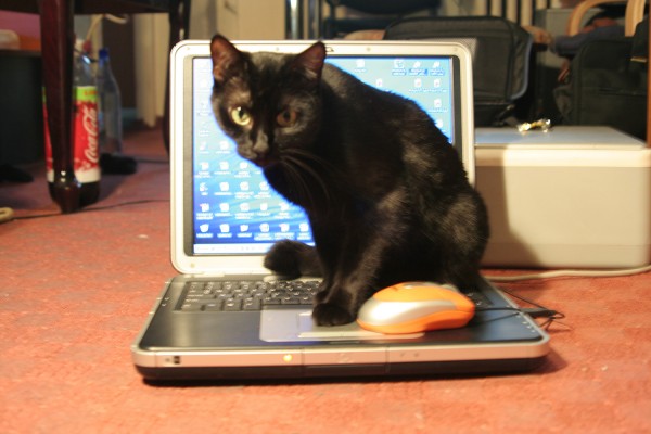 DECÁLOGO PARA GATOS INEXPERTOS. 