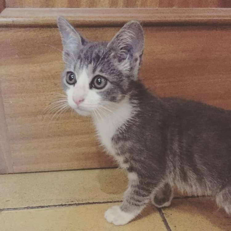 Gato mestizo. Max. Gato mestizo. Max.