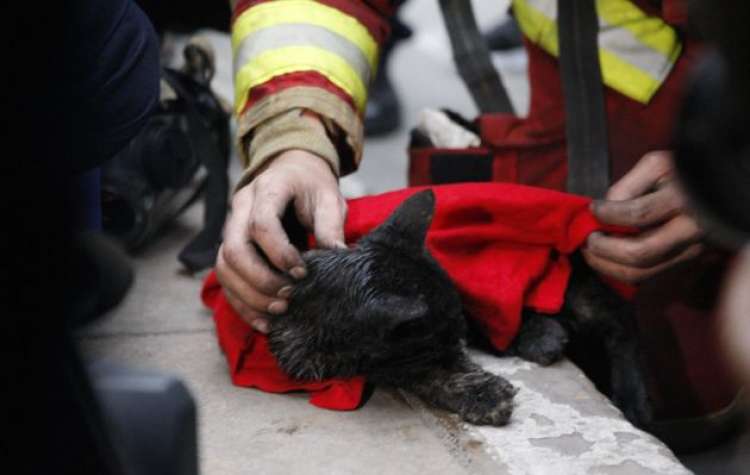 Las Malvinas  Rescatan a otro gato cuatro días después del incendio