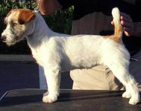Jack Russell Terrier. CH.Zigrid DoceIslas De Alterrial
