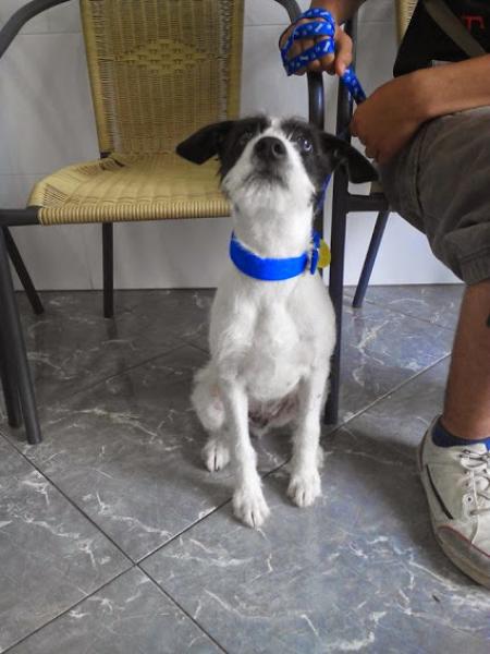 Charlie.  Perro en adopcion que busca casa.