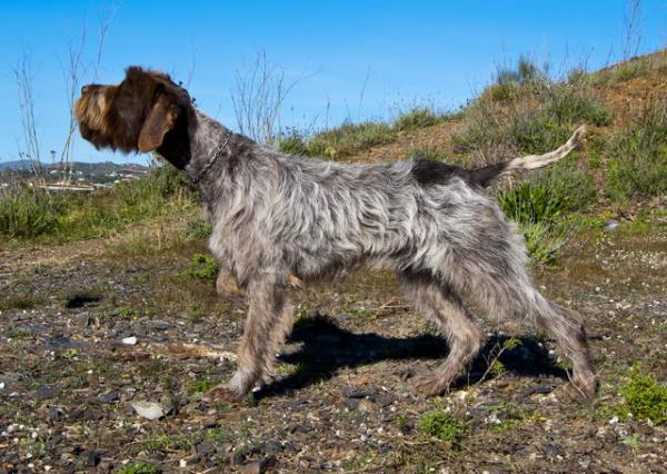 Griffon de Muestra Korthals de Pelo Duro. CICLON DE ALMAYATE Griffon de Muestra Korthals de Pelo Duro. CICLON DE ALMAYATE