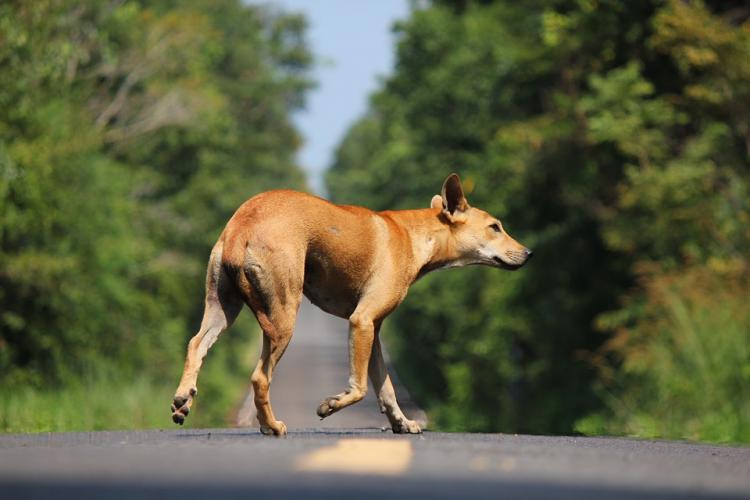Perro en la carretera