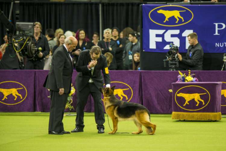 PETSmania - Durante el concurso  los perros deben estar en exhibición para los asistentes en el transcurso de la competencia.