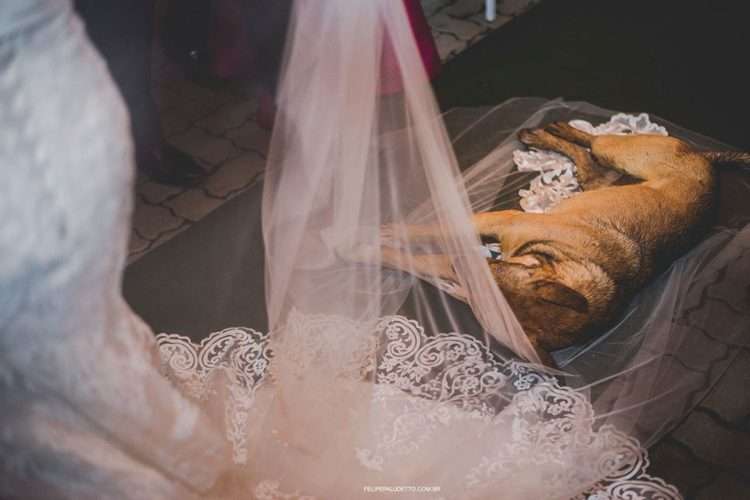 PETSmania - El perro acostado en el velo de la novia
