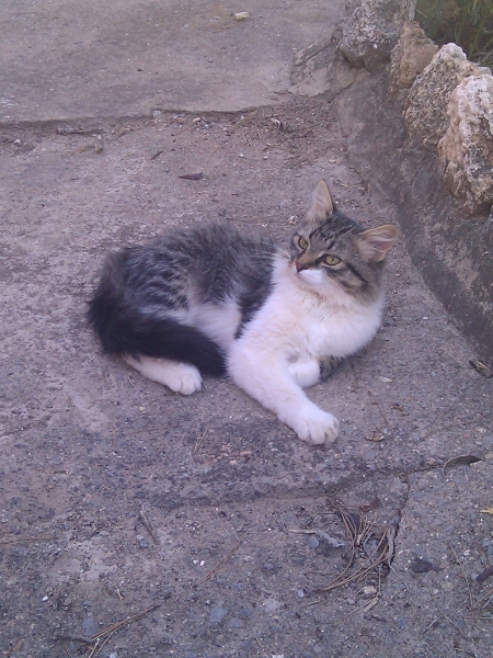 Gata encontrada. Gata encontrada.