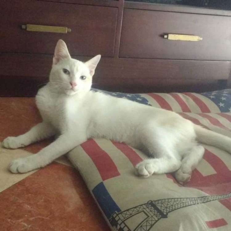 Bola De Nieve. Bola De Nieve.