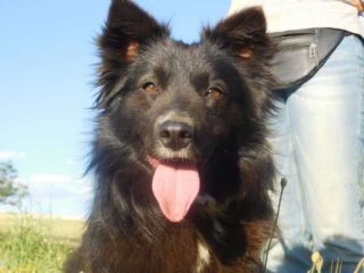 CUENCANIMAL Asociación Protectora de Animales - Perro mestizo. Blues.