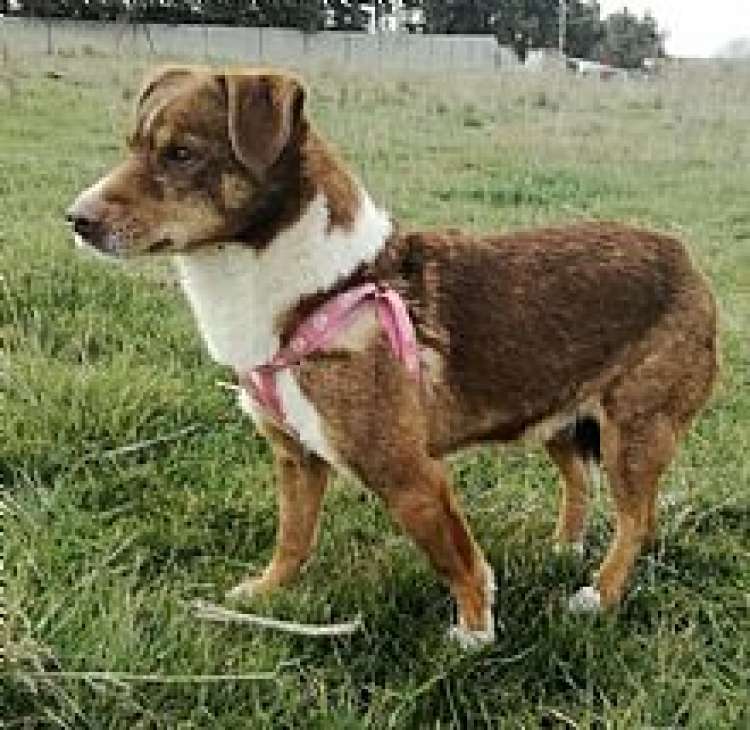 Lisa. Perro en adopcion que busca casa.