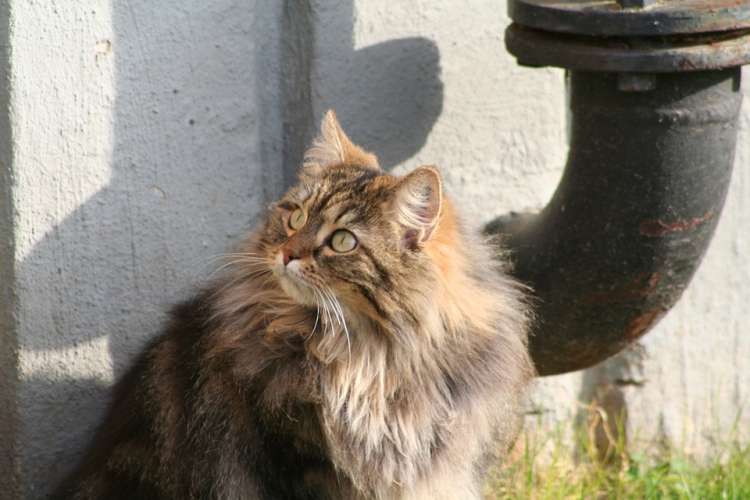 Maine Coon Maine Coon