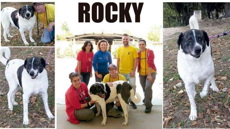 Sociedad Protectora de Animales y Plantas de Alcoy - Rocky.