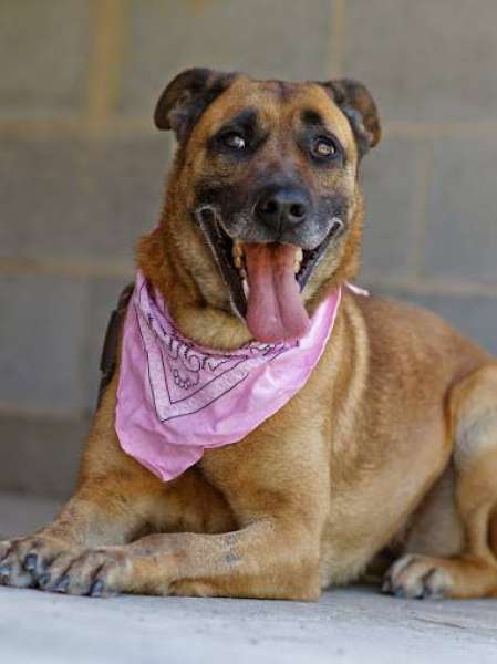 Sandrita. Perro en adopcion que busca casa. Sandrita. Perro en adopcion que busca casa.